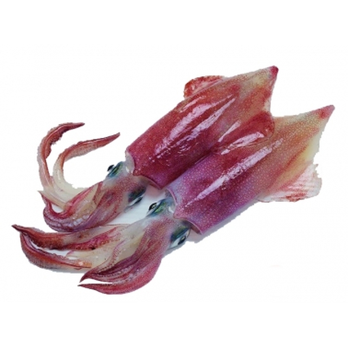 【稳当生鲜】印尼红鱿鱼 500g